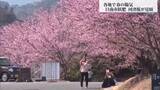 「「札幌から来たら宮崎は夏だった」暖かい日続く　日南市飫肥で河津桜が見ごろ」の画像1