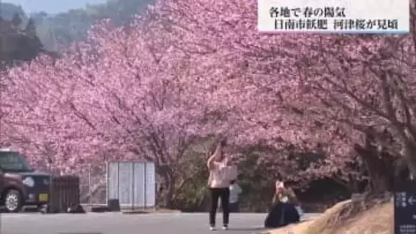 「札幌から来たら宮崎は夏だった」暖かい日続く　日南市飫肥で河津桜が見ごろ