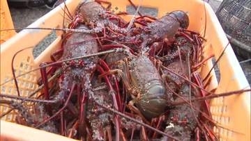 秋の味覚イセエビ漁解禁　日南市でイセエビ初水揚げ