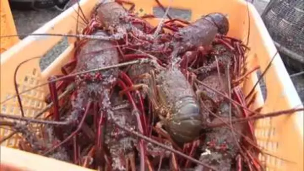 秋の味覚イセエビ漁解禁　日南市でイセエビ初水揚げ