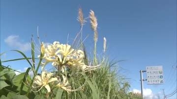 秋の訪れ　日南市北郷町のパンパスグラスとヒガンバナ