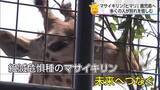 「マサイキリン「ヒマリ」が嫁入りへ　宮崎市フェニックス自然動物園でお別れ会」の画像1