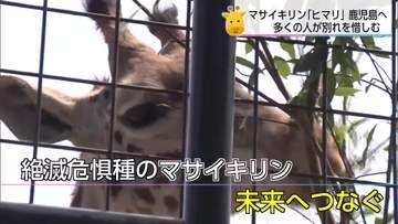 マサイキリン「ヒマリ」が嫁入りへ　宮崎市フェニックス自然動物園でお別れ会