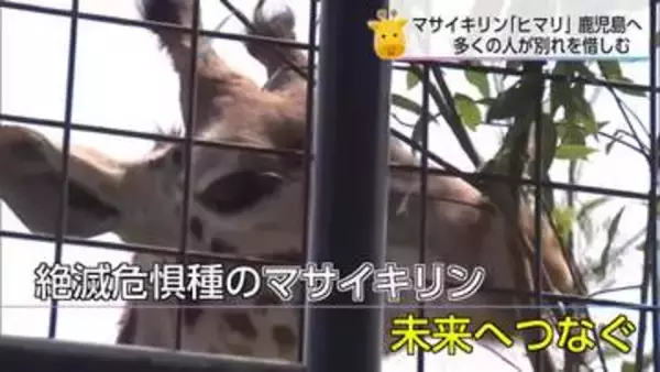 マサイキリン「ヒマリ」が嫁入りへ　宮崎市フェニックス自然動物園でお別れ会