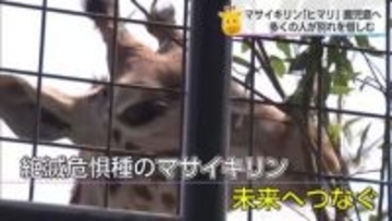 マサイキリン「ヒマリ」が嫁入りへ　宮崎市フェニックス自然動物園でお別れ会
