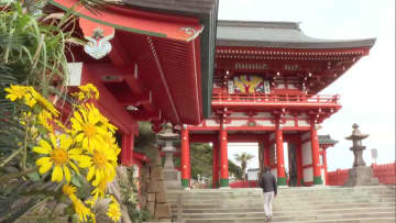 日南市・鵜戸神宮の参道沿いでツワブキの花が見ごろに