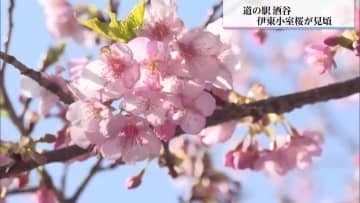 日南市「道の駅酒谷」　早咲きの伊東小室桜見ごろ
