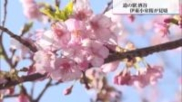 日南市「道の駅酒谷」　早咲きの伊東小室桜見ごろ