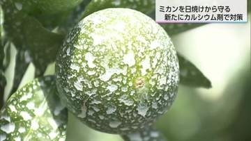 暑さでみかんも日焼け…猛暑対策で真っ白に？日焼けを防ぐカルシウム剤散布と、農家を苦しめる雨不足
