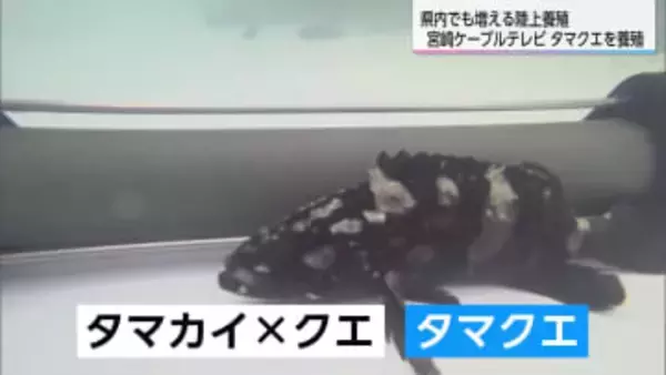 宮崎ケーブルテレビが『魚の陸上養殖』開始へ　インターネットを駆使した既存の技術で餌やりや水質管理