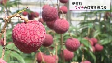 「生のフレッシュさを味わってほしい」　新富町でライチの収穫