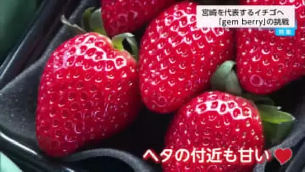 宮崎の新しい苺としてブランディング　　見た目も味も最上級「ジェムベリー」