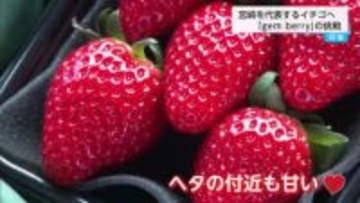 宮崎の新しい苺としてブランディング　　見た目も味も最上級「ジェムベリー」