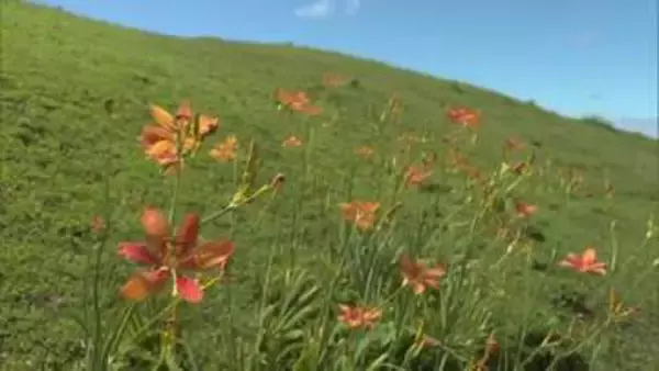 「見たことなかった」「きれいですね」串間市・都井岬でヒオウギの花が見頃