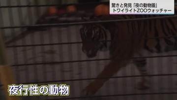 普段見ることのできない動物の生態が…閉園後の動物を観察　トワイライトZOOウォッチャー