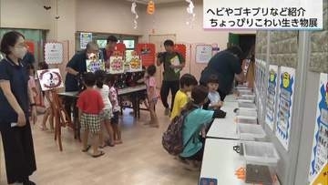 「ヘビ好きになった？」宮崎市の大淀川学習館で「ちょっぴりこわい生き物展」開幕