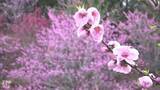 「３月３日は桃の節句　串間市のおにつか農園でハナモモの花が満開」の画像1