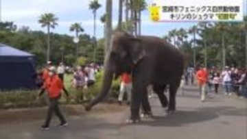 こどもの日　動物園は中学生以下入場無料　キリンのシュウマくんには「初節句」を祝うプレート