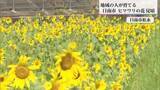 「「猛暑に負けず元気に咲いた！」日南市松永でひまわりが見ごろ　地域を明るくする黄色いじゅうたん」の画像1