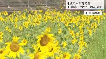 「猛暑に負けず元気に咲いた！」日南市松永でひまわりが見ごろ　地域を明るくする黄色いじゅうたん