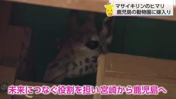 マサイキリンのヒマリが嫁入り　フェニックス自然動物園から鹿児島の動物園へ