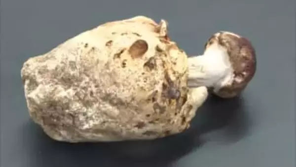 国内４例目　美郷町で珍しいキノコ「ブンゴツボマツタケ」見つかる