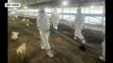 延岡市で発生した高病原性鳥インフルエンザ　鶏の処分・農場消毒など防疫終了