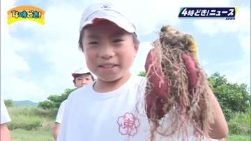 「大きいイモを探すのが楽しい」串間市名産のかんしょ　園児と児童が収穫体験
