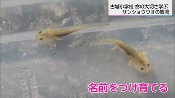 「お別れしたくない」児童が育てた小さな命　宮崎・古城小で13年前から続く「サンショウウオ」放流会