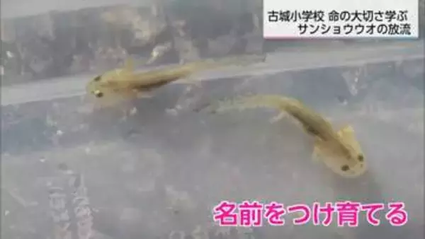 「お別れしたくない」児童が育てた小さな命　宮崎・古城小で13年前から続く「サンショウウオ」放流会