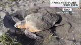 「希少　県の天然記念物「アカウミガメ」昼間の産卵を確認」の画像1