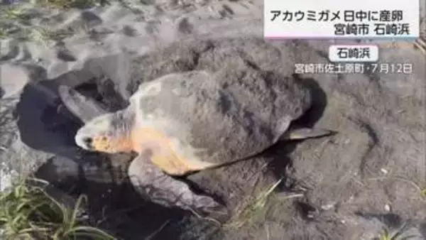希少　県の天然記念物「アカウミガメ」昼間の産卵を確認