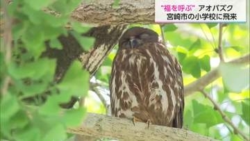 子供たちに人気　今年もアオバズクがやってきた　小学校で観察学習会