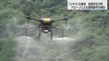 生産量は全国３位　墓や仏壇に供える「シキミ」　延岡市北川町でドローンを活用した薬剤散布の検討会
