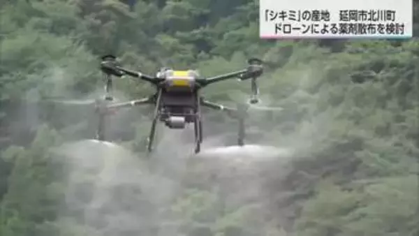 生産量は全国３位　墓や仏壇に供える「シキミ」　延岡市北川町でドローンを活用した薬剤散布の検討会