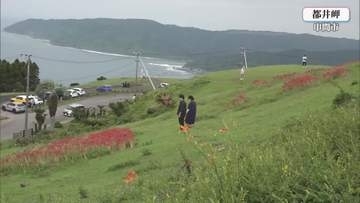 串間市都井岬　秋の花と野生馬が観光客をおもてなし