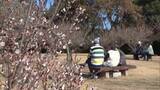 「県内各地で気温上がる　春の陽気に誘われて梅園に多くの人」の画像1