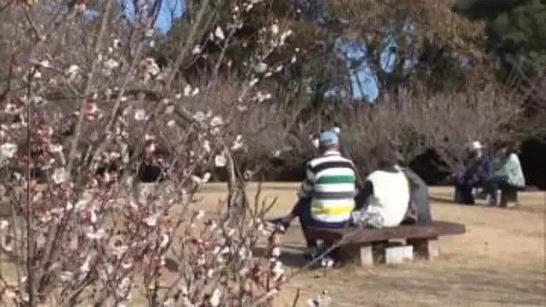 県内各地で気温上がる　春の陽気に誘われて梅園に多くの人