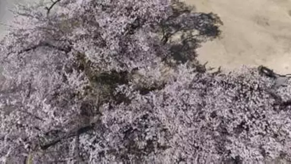 樹齢100年を超えるサクラが見ごろ　例年より1週間早く　山梨県北杜市・清春芸術村