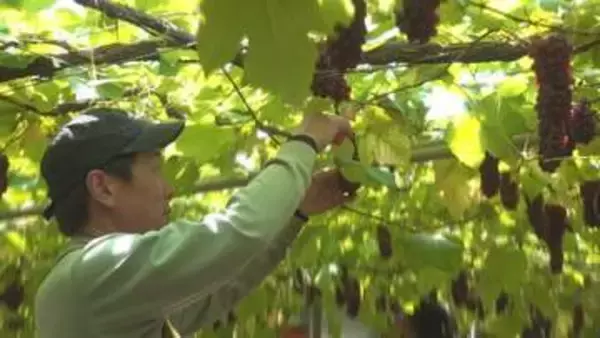 市場価格は2キロで約1万円　ハウスデラウェア初収穫　糖度は20度超　山梨