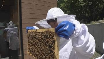 親子でミツバチの養蜂体験　1つの巣箱で年間にとれるハチミツの量は？　養蜂家から学ぶ　山梨・昇仙峡