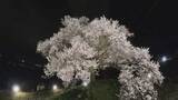 「【満開】高さ17mの一本桜が見ごろ　夜はライトアップで幽玄な雰囲気に　山梨・わに塚のサクラ」の画像1