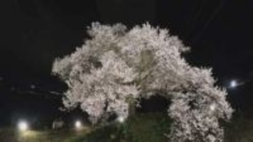 【満開】高さ17mの一本桜が見ごろ　夜はライトアップで幽玄な雰囲気に　山梨・わに塚のサクラ