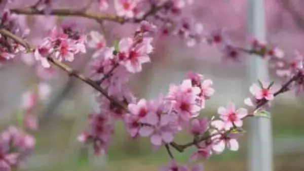 「この花を見て癒され頑張ってます」　今まさに満開のハウス栽培のモモの花　山梨・甲州市
