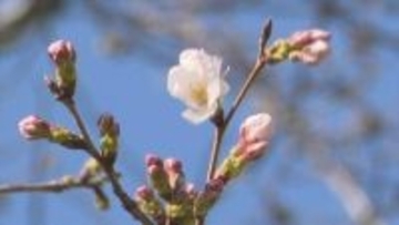 「2月下旬は平年と比べて6度くらい高かった」甲府でサクラ、サク　観測史上最も早く　全国トップタイの開花