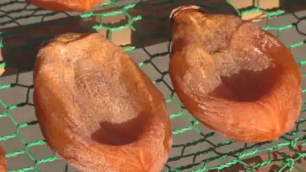 天候に恵まれ糖度が高い出来栄え　冬の特産 甲州百目の高級ころ柿　出荷始まる　甲州市・松里地区