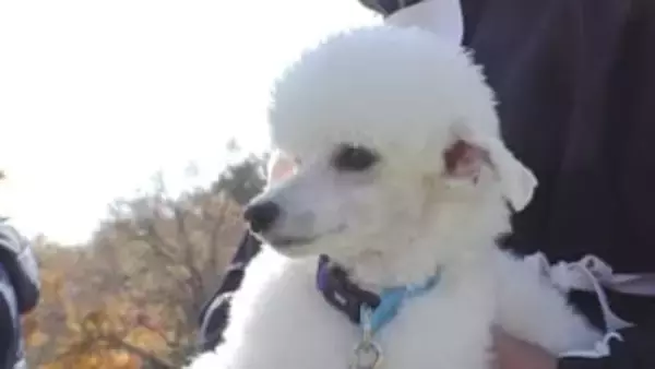 トイプードルやビーグルなど小型犬も参戦　嘱託警察犬の審査会　においの嗅ぎ分けなど2部門で審査　山梨・北杜市