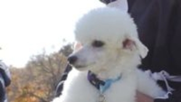 トイプードルやビーグルなど小型犬も参戦　嘱託警察犬の審査会　においの嗅ぎ分けなど2部門で審査　山梨・北杜市