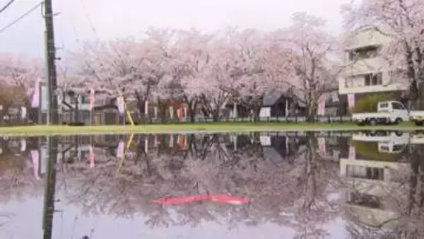 遊歩道沿いに植えられた千本の桜が見頃を迎え水辺に映える　山梨・大野貯水池