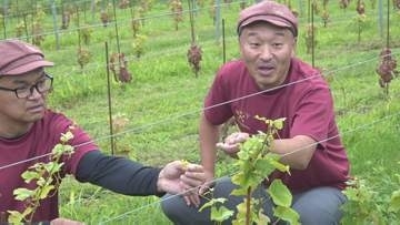 猛暑の影響を受けにくい赤ワイン用ブドウ　「ソワノワール」披露　県が開発　3年後の商品化目指す　山梨・シャトー・メルシャン